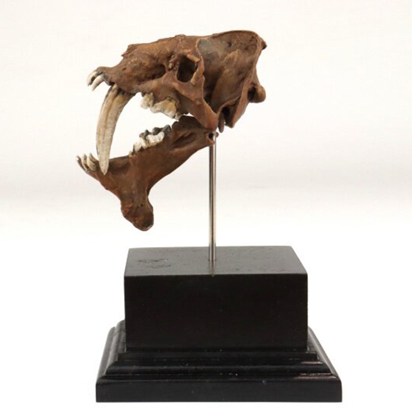 Smilodon Skull Model 3D Printe - 3D Printing Tooth review and price