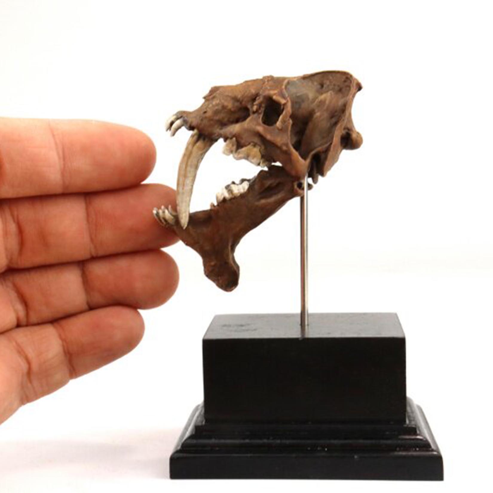 Smilodon Skull Model 3D Printe - 3D Printing Tooth review and price