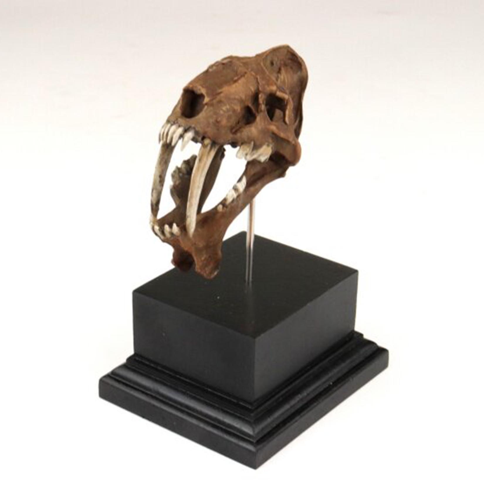 Smilodon Skull Model 3D Printe - 3D Printing Tooth review and price